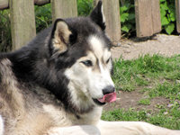 Huskies Erleben